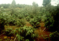 Coffee Plantation