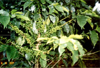 Coffee Plantation