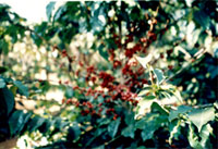 Coffee Plantation