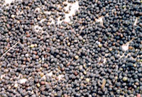 Coffee Plantation