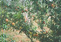 Coffee Plantation