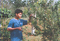 Coffee Plantation