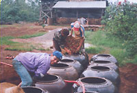 Coffee Plantation