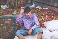Coffee Plantation