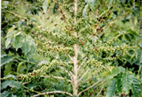 Coffee Plantation